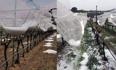 Μεγάλες-ζημιές-στα-αμπέλια-του-Παγγαίου-και-στα-ακτινίδια-του-Νέστου-από-το-χαλάζι