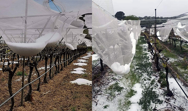 Μεγάλες-ζημιές-στα-αμπέλια-του-Παγγαίου-και-στα-ακτινίδια-του-Νέστου-από-το-χαλάζι