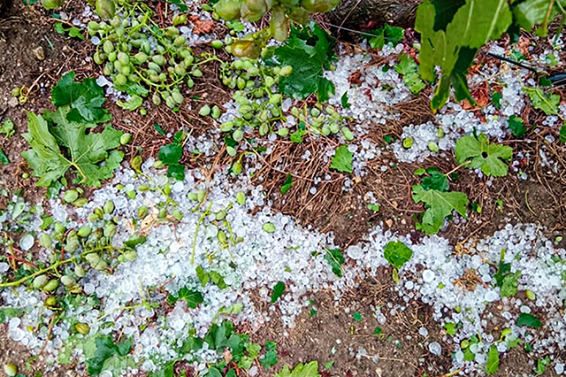 Ζημιές-από-το-χαλάζι-σε-καλλιέργειες-της-ΔΕ.-Ελευθερών