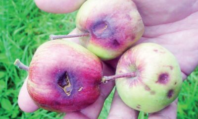 Μάκης-Παπαδόπουλος:-«Άμεση-ενεργοποίηση-του-ΕΛΓΑ-για-τους-πληγέντες-αγρότες-του-πρώην-δήμου-Φιλίππων»