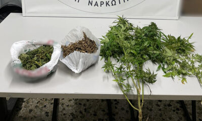 Καβάλα:-Έκρυβε-κάνναβη-στη-στάνη