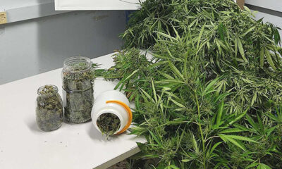 Καβάλα:-Είχε-θερμοκήπιο-με-δενδρύλλια-κάνναβης