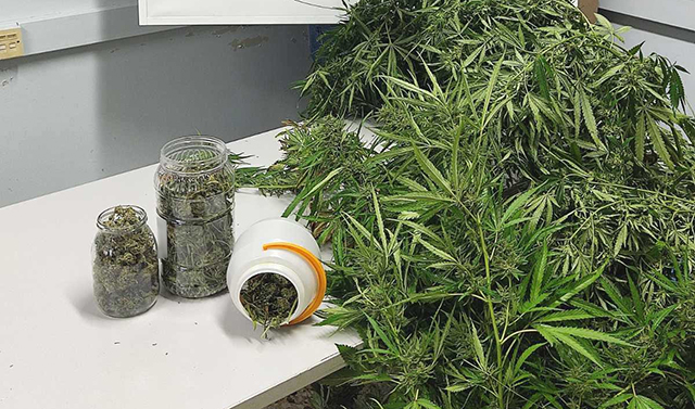 Καβάλα:-Είχε-θερμοκήπιο-με-δενδρύλλια-κάνναβης