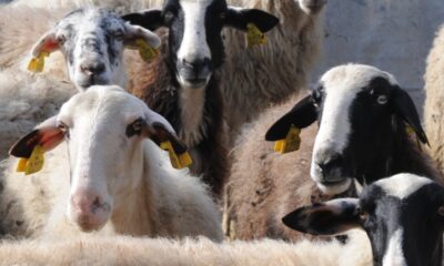 Θάσος:-Έκλεψαν-16-αμνοερίφια