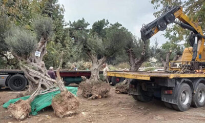 Επτά-ελαιόδεντρα-θα-μεταφυτευτούν-στην-Καβάλα