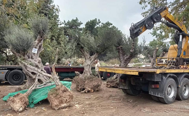 Επτά-ελαιόδεντρα-θα-μεταφυτευτούν-στην-Καβάλα