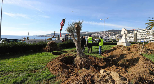 Ξεκίνησε-η-μεταφύτευση-ελαιόδεντρων-σε-κεντρικά-σημεία-της-Καβάλας
