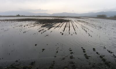 Θα-αποζημιωθούν-καλαμποπαραγωγοί στα Τενάγη-Φιλίππων