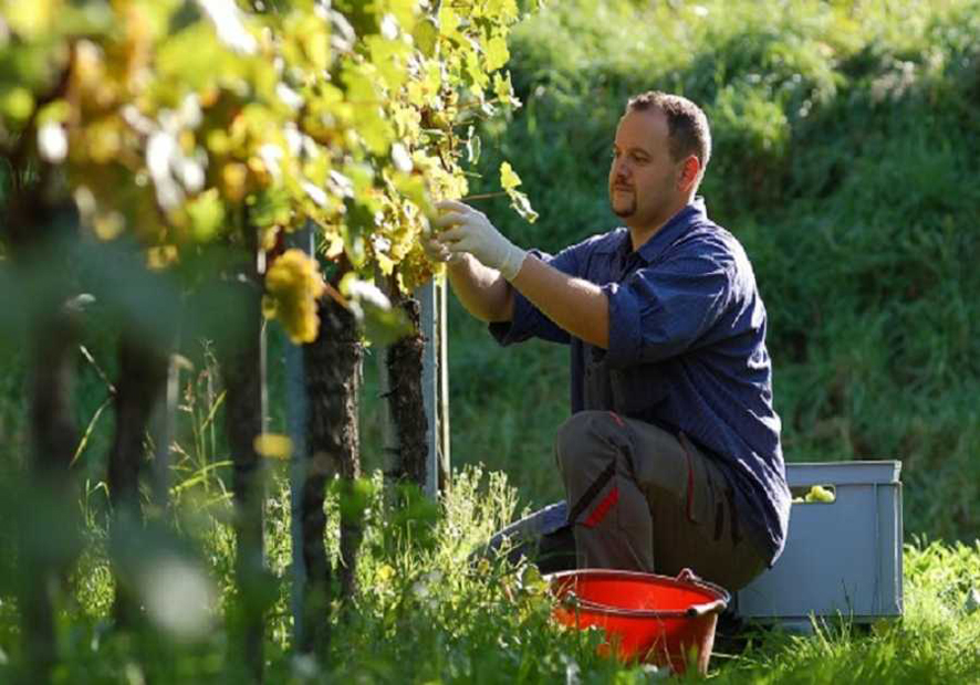 Σε-4-αντί-σε-2-χρόνια-η-εξόφληση-των-αγροτικών-χρεών-για-την-Ειδική-Ασφαλιστική-Εισφορά-του-ΕΛΓΑ