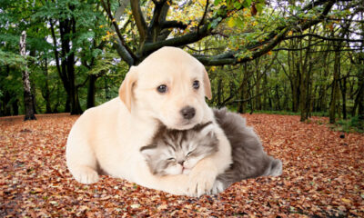 Δήμος-Καβάλας:-Υποχρεώσεις-και-πρόστιμα-για-τους-ιδιοκτήτες-ζώων-συντροφιάς