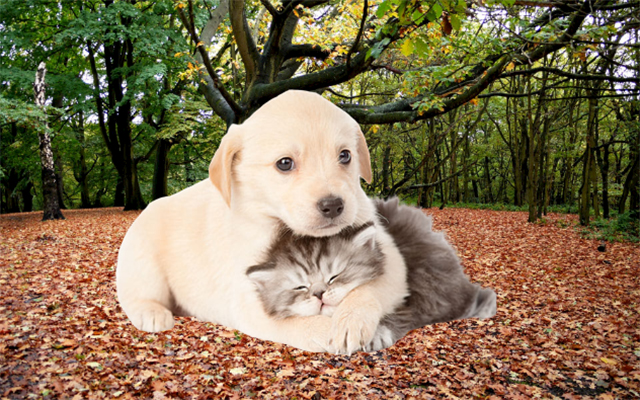 Δήμος-Καβάλας:-Υποχρεώσεις-και-πρόστιμα-για-τους-ιδιοκτήτες-ζώων-συντροφιάς