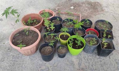 Θάσος:-Είχε-στο-σπίτι-του-56-φυτά-κάνναβης