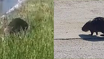 Ένας-μυοκάστορας-κάνει-βόλτες-στην-Ηρακλείτσα-(βίντεο)