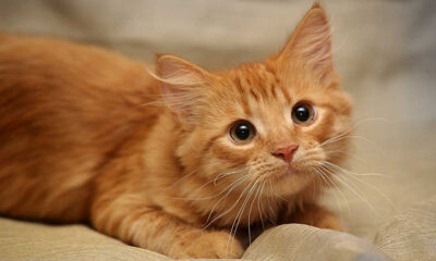 Βασάνιζε-γάτα,-αλλά-τον-«πρόδωσε»-το-βίντεο