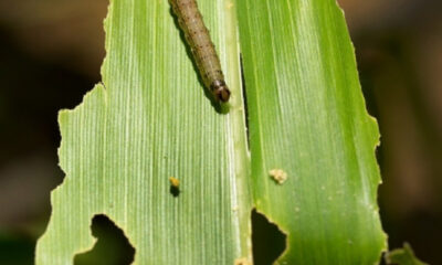 Αγανακτισμένη-η-Περιφερειακή-Σύνθεση-για-την-αδυναμία-αντιμετώπισης-του-“σκουληκιού”-στις-αγροτικές-καλλιέργειες