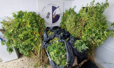 Καλλιεργούσαν-χασισόδεντρα-στα-Αμισιανά