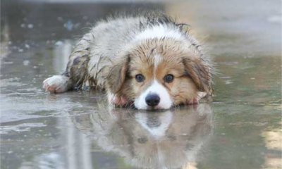 Έκοψε-με-ψαλίδι-τα-αυτιά-αδέσποτου-σκύλου