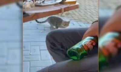Θάσος:-Νέο-περιστατικό-κακοποίησης-ζώου-–-Δελεάζει-γάτα-με-μεζέ-και-τη-χτυπάει-στο-κεφάλι-με-μπουκάλι