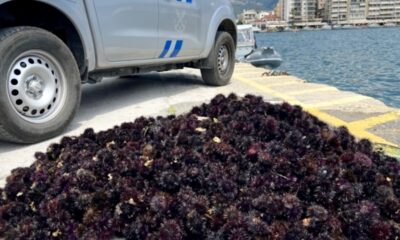 Τον-έπιασαν-για-παράνομη-αλίευση-αχινών