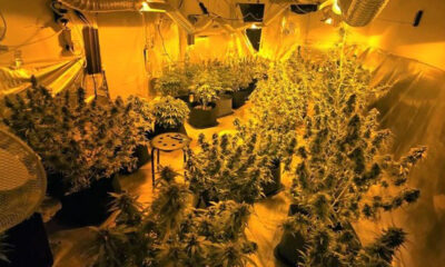 Έκανε-το-σπίτι-του-θερμοκήπιο-καλλιέργειας-κάνναβης