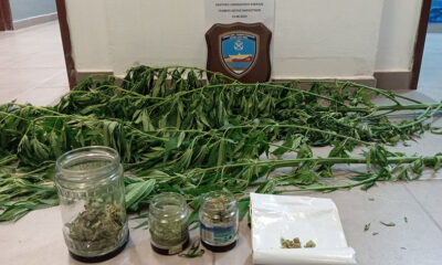 Καλλιεργούσε-στον-στάβλο-δενδρύλλια-κάνναβης