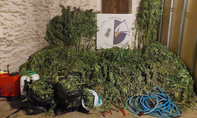 Εντοπίστηκε-φυτεία-δενδρυλλίων-κάνναβης-σε-δασική-περιοχή-της-Καβάλας-(βίντεο)