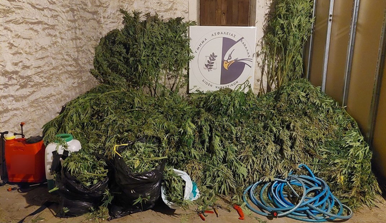 Εντοπίστηκε-φυτεία-δενδρυλλίων-κάνναβης-σε-δασική-περιοχή-της-Καβάλας-(βίντεο)