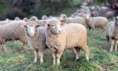 ΠΕ.-Καβάλας:-Μέτρα-κατά-του-καταρροϊκού-πυρετού