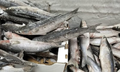 Προσπάθησαν-να-κλέψουν-ψάρια-από-συνεταιρισμό