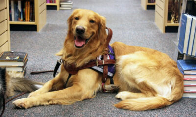 Δήμος-Παγγαίου:-Τι-ισχύει-για-την-παρουσία-σκύλων-στις-παραλίες