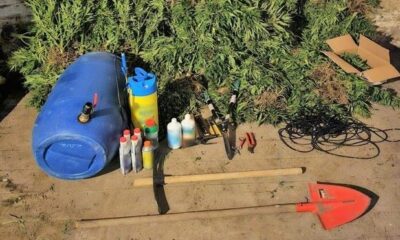 Η-Δίωξη-Ναρκωτικών-Καβάλας-εντόπισε-φυτεία-κάνναβης-στη-Χαλκιδική