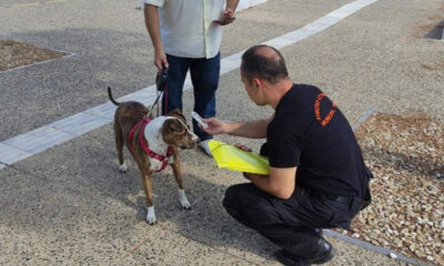 Έλεγχοι-ιδιοκτητών-δεσποζόμενων-ζώων-συντροφιάς-στον-Δήμο-Καβάλας- 