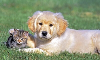 Δωρεάν-στειρώσεις-σε-αδέσποτα-και-δεσποζόμενα-ζώα-συντροφιάς-από-τον-Δήμο-Καβάλας