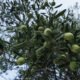 Μετατίθεται-για-του-χρόνου-η-υποχρεωτική-υποβολή-Δηλώσεων-Συγκομιδής-Ελαιοκάρπου